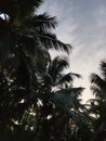 Coconut palm tree morning blue sky background Royalty Free Stock Photo