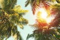 Coconut palm tree on blue sky background Royalty Free Stock Photo