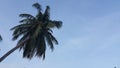 Coconut Palm tree with blue sky background Royalty Free Stock Photo