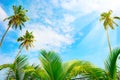 Coconut palm tree and blue sky with bright sunshine