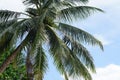 Coconut palm tree blue sky Royalty Free Stock Photo