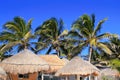 Coconut palm tree blue sky hut palapa sun roof Royalty Free Stock Photo