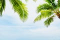 Coconut palm tree with blue sky for summer holiday and vacation Royalty Free Stock Photo