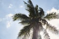 Coconut Palm Trees Summer Sunny Sky