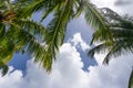 Coconut Palm tree on a blue sky, tropical island background. Travel holiday island nature card. Palm tree leaf on sky Royalty Free Stock Photo