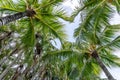 Coconut Palm tree on a blue sky, tropical island background. Travel holiday island nature card. Palm tree leaf on sky Royalty Free Stock Photo