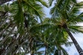 Coconut Palm tree on a blue sky, tropical island background. Travel holiday island nature card. Palm tree leaf on sky Royalty Free Stock Photo