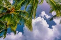 Coconut Palm tree on a blue sky, tropical island background. Travel holiday island nature card. Palm tree leaf on sky Royalty Free Stock Photo