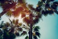 Coconut palm tree and blue sky with vintage filter Royalty Free Stock Photo