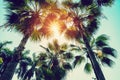 Coconut palm tree and blue sky with vintage filter Royalty Free Stock Photo