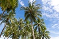 Coconut or palm tree with blue sky and white clouds in the background Royalty Free Stock Photo