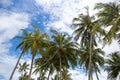 Coconut or palm tree with blue sky and white clouds in the background Royalty Free Stock Photo