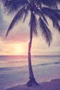 Coconut palm tree on a Caribbean beach at sunset, color toning applied Royalty Free Stock Photo