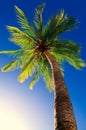 Coconut Palm Tree Royalty Free Stock Photo