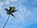 The Coconut palm tree and clouds in the blue sky Royalty Free Stock Photo