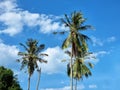 The Coconut palm tree on clouds in the blue sky Royalty Free Stock Photo