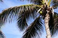 Coconut palm tree Royalty Free Stock Photo