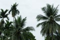 Coconut palm tree Royalty Free Stock Photo