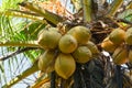 Coconut palm tree with coconuts in sunny day. Royalty Free Stock Photo