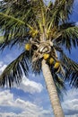 Coconut Palm Tree, Cocos nucifera, with a blue sky
