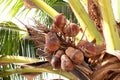 coconut palm tree with dried coconuts Royalty Free Stock Photo