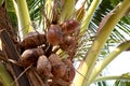 coconut palm tree with dried coconuts Royalty Free Stock Photo