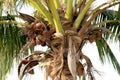 coconut palm tree with dried coconuts Royalty Free Stock Photo