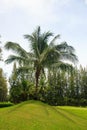 Coconut palm tree at edge of golf green in Thailand. Royalty Free Stock Photo
