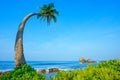 Coconut palm tree on exotic tropical island beach Royalty Free Stock Photo
