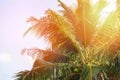 Coconut palm tree and coconut fruit in tropical garden with blue sky and sunlight background Royalty Free Stock Photo