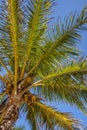 Coconut palm tree