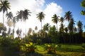 Coconut palm tree garden in carribean resort, Dominican Republic