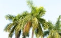 Coconut palm tree Green leaves against bright warm light blue sky in summer sunset time illuminated by sunset sunlight. Tropical Royalty Free Stock Photo