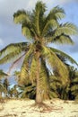Coconut palm tree growing on tropical beach Royalty Free Stock Photo