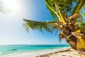 Coconut palm tree in Guadeloupe Royalty Free Stock Photo