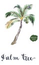 Coconut palm tree