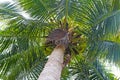 Coconut Palm tree Royalty Free Stock Photo