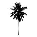 Coconut palm tree, isolated natural plant sign, vector