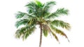 A coconut palm tree isolated on a white background. Royalty Free Stock Photo