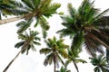 Coconut palm tree isolated on white