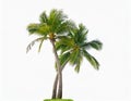 Coconut palm tree isolated on white background Royalty Free Stock Photo