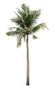 Coconut palm tree isolated on white background of file with Clipping Path Royalty Free Stock Photo