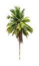 Coconut palm tree isolated on white background of file with Clipping Path Royalty Free Stock Photo