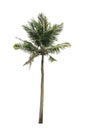 Coconut palm tree isolated on white background of file with Clipping Path Royalty Free Stock Photo