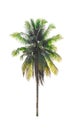 Coconut palm tree isolated on white background of file with Clipping Path Royalty Free Stock Photo