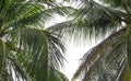 Coconut palm tree isolated on white background of file with Clipping Path Royalty Free Stock Photo