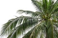 Coconut palm tree isolated on white background of file with Clipping Path Royalty Free Stock Photo