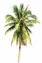 Coconut palm tree isolated on white background. Nature concept Royalty Free Stock Photo