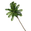 Coconut palm tree isolated on white background Royalty Free Stock Photo