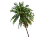 Coconut palm tree isolated on white background Royalty Free Stock Photo